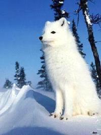 云梦泽之狐封面